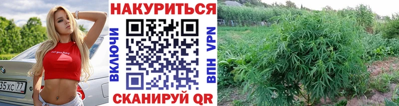 Канабис сатива  Кондопога 